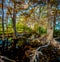 High Resolution Panoramic View of Fall Foliage on Cibolo Creek, Texas.