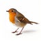 High Resolution Stock Photo Of Isolated Robin Bird Hunting