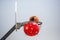 High-resolution, vibrant photograph of a large red ball lodged in a basketball hoop