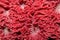 high-resolution zoomed shot of red mushroom coral