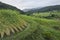 High ridge of rice terrace on the mountain in Thailand