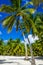High royal palms on sandy Caribbean beach