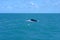high seas , open ocean blue water whale coast cel azum calm fish fisherman humpback whales