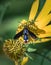 High shot of a digger wasp feeding on a yellow flower in summer