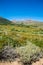 High Sierra Summer Meadow