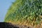 High smooth stems of hybrid barley wall stretch to the blue sky