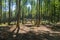 High smooth trunks of beech forest pass sunlight on the ground