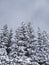 High snow-covered fir trees in the winter mountains, view from below