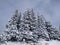 High snowy fir trees in the winter mountains
