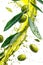 High-speed capture of olive oil splashing around olives and leaves.