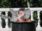 High-speed photograph that captures the impact of water by hitting the face of a teenage boy inside a bucket