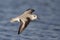 High speed Sanderling Calidris alba in flight at the coastline in Florida.