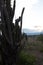 High spined cactus at Sunset Desert