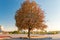 High spreading tree in a city park