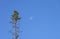 High spruce against the blue sky with the moon.