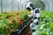 High tech agriculture Robotics revolutionize gardening, planting, and harvesting vegetables