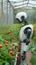 High tech agriculture Robotics revolutionize gardening, planting, and harvesting vegetables