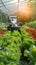 High tech agriculture Robotics revolutionize gardening, planting, and harvesting vegetables