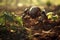 High tech robotic system efficiently harvesting potatoes on a modern and innovative farm