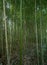 High thickets of bamboo in the forest