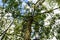 High tree with white bark aspen, poplar, birch. bottom view.