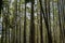 High trees in a beautiful asiatic forest in Ella, Sri Lanka