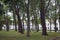 High trees in courtyard of beguinage in flemish city bruges in b