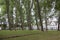 High trees in courtyard of beguinage in flemish city bruges in b