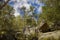 High trees rocky mountain forest in spring time April season clear weather time with vivid blue sky and fluffy white clouds