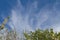 High up clouds over top of cherry trees and foliage