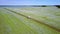 High upper view white car drives among buckwheat fields