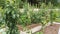 High vegetable beds with wooden sides and paths of pine bark and gravel. Growing tomatoes, cucumbers, peppers, cabbage on the