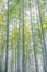 High vertical bamboo grove forest in Arashiyama