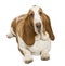 High view of a Basset Hound looking at the camera