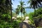 High viewpoint island with coconut tree