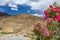 High voltage poles in arid mountain landscape in Ladakh, India