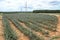 High voltage poles on pineapple plantation concept of life and advancement of technology