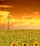 High-voltage power line masts in the field of sunflowers,sunset sky