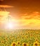 High-voltage power line masts in the field of sunflowers,sunset sky