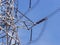 High voltage power pylons against blue sky