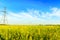 High voltage powerlines in rapeseed field