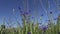 High-voltage tower on wheat field and cornflowers