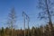 High voltage transmission line. Beautiful nature landscape. Green forest trees on blue sky background. Spring time. Sweden.