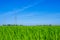 High voltage transmission pole in a bright green rice field