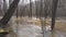 High water in spring forest, flooded trees underwater after river flood