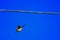 The high wire diving bird