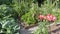 High wooden vegetable beds with  paths of pine bark and gravel between. Growing of  tomatoes, cucumbers, peppers, cabbage on the