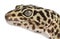 High yellow Leopard gecko, Eublepharis macularius