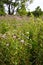 Highbanks Metro Park in Summer, Columbus, Ohio