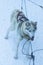 Highbred Alaskan Husky In Rovaniemi Husky Sledding Dog Park